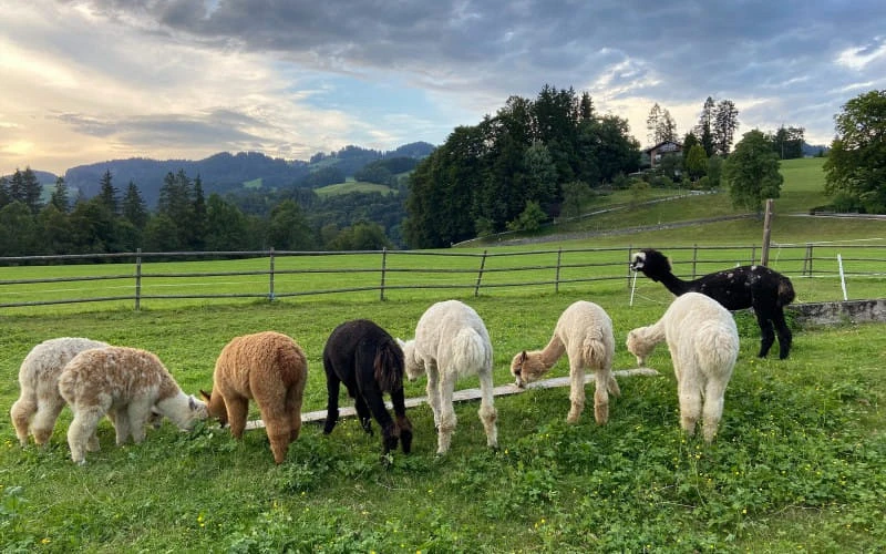 unsere_tiere.jpeg